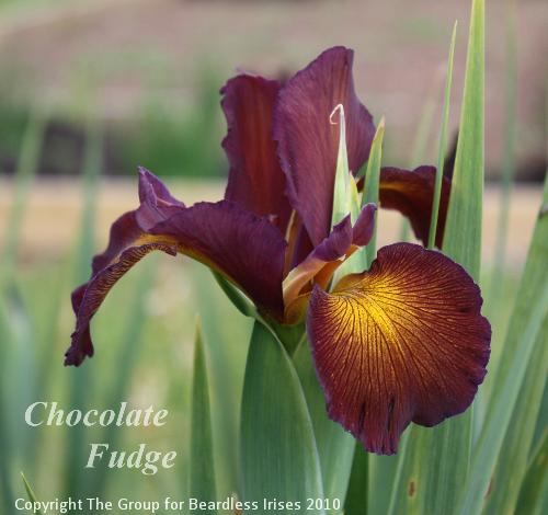 Chocolate Fudge 16.6 (1)